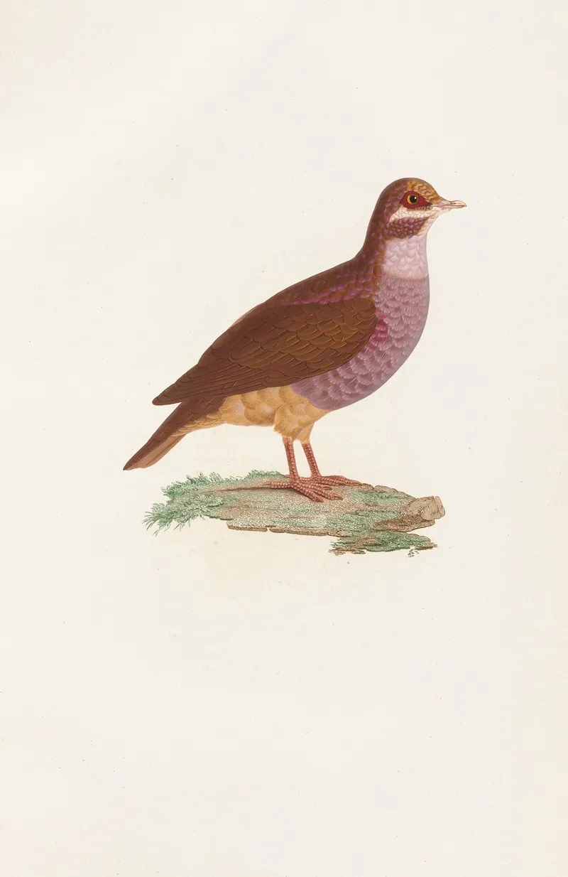 Les Pigeons Pl 76 Wall Art by Coenraad Jacob Temminck - High-Resolution Digital Print
