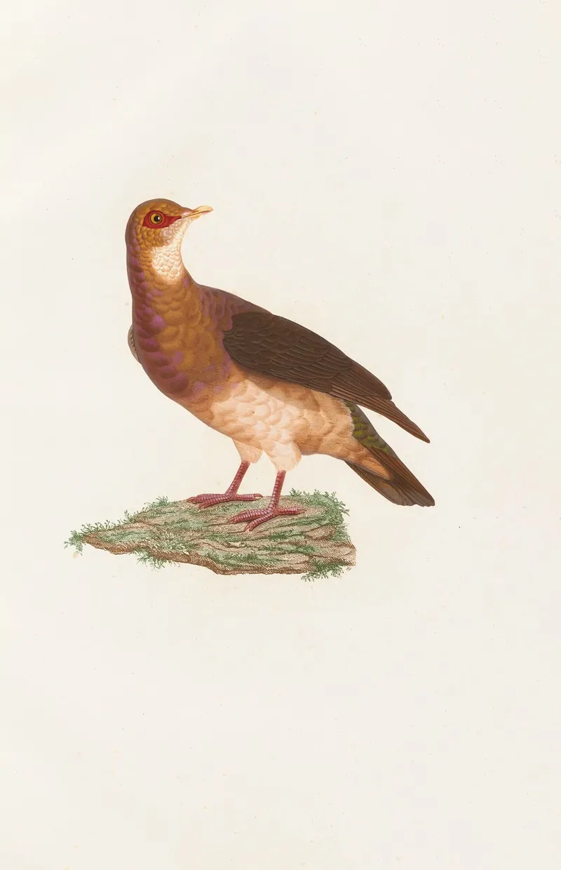 Les Pigeons Pl 77 Wall Art by Coenraad Jacob Temminck - High-Resolution Digital Print