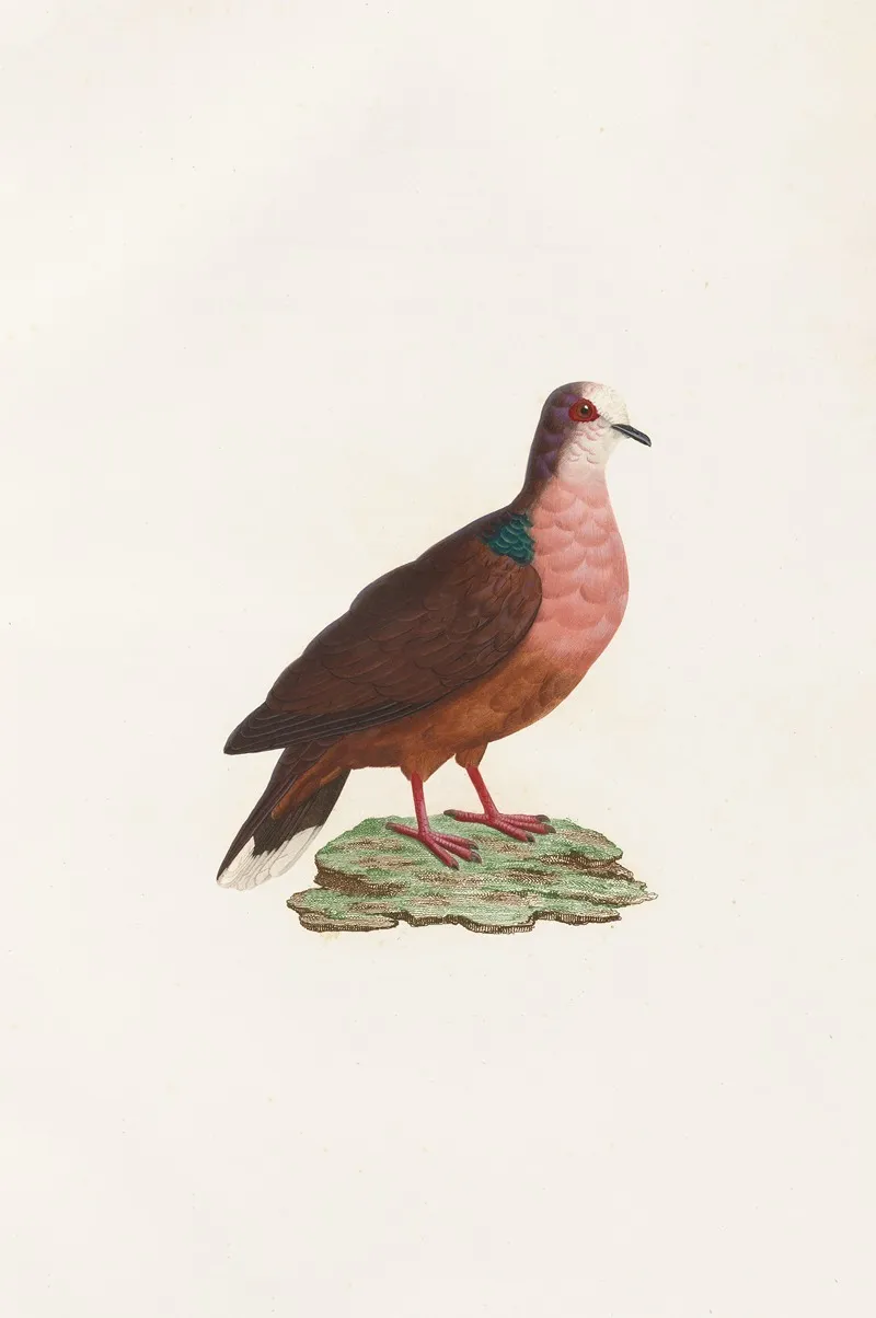 Les Pigeons Pl 78 Wall Art by Coenraad Jacob Temminck - High-Resolution Digital Print
