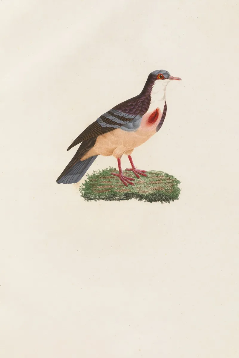 Les Pigeons Pl 79 Wall Art by Coenraad Jacob Temminck - High-Resolution Digital Print