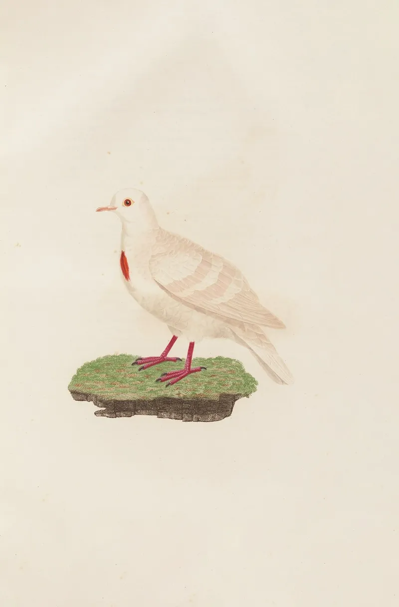 Les Pigeons Pl 80 Wall Art by Coenraad Jacob Temminck - High-Resolution Digital Print