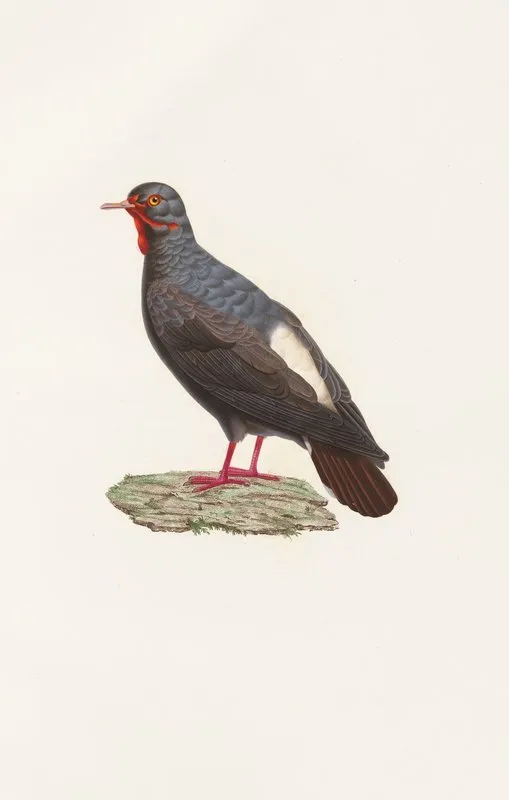 Les Pigeons Pl 82 Wall Art by Coenraad Jacob Temminck - High-Resolution Digital Print