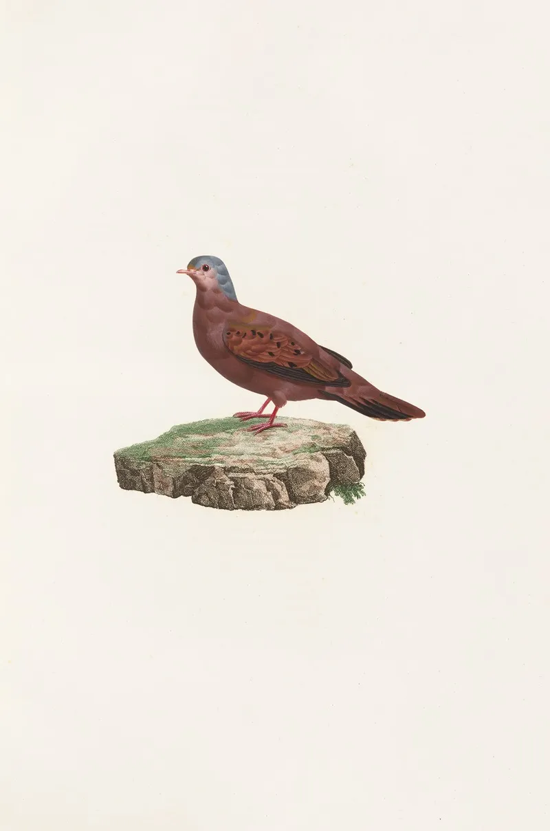 Les Pigeons Pl 83 Wall Art by Coenraad Jacob Temminck - High-Resolution Digital Print