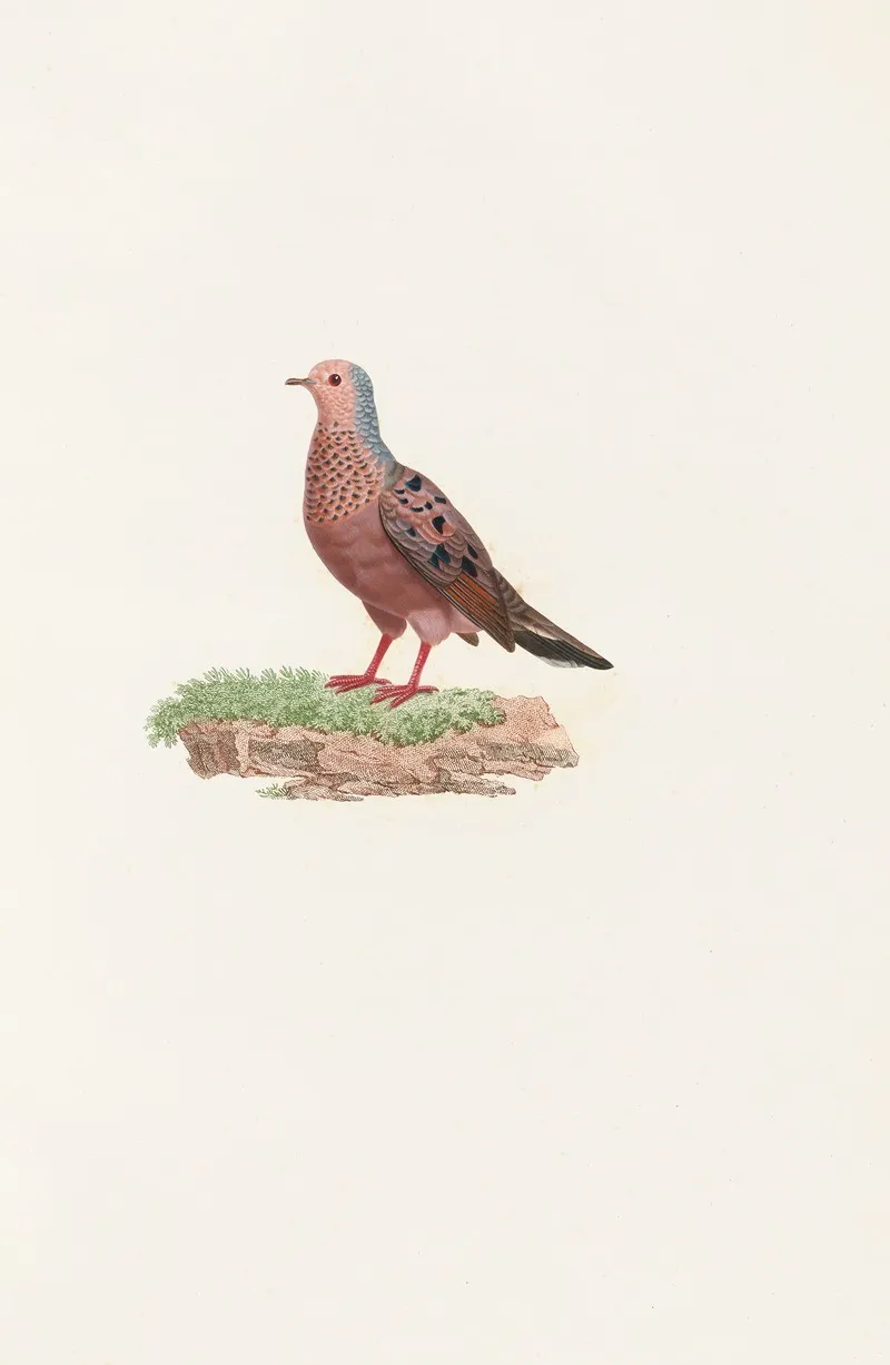Les Pigeons Pl 85 Wall Art by Coenraad Jacob Temminck - High-Resolution Digital Print
