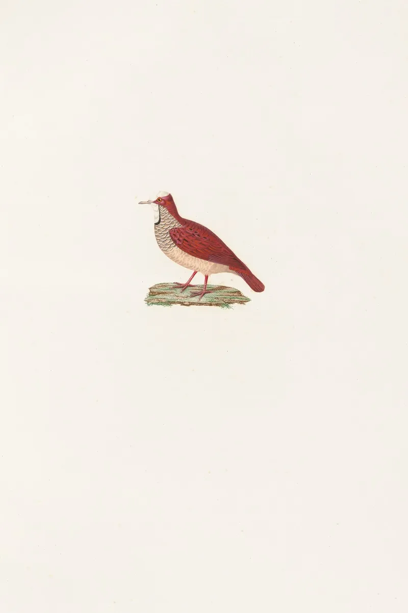 Les Pigeons Pl 86 Wall Art by Coenraad Jacob Temminck - High-Resolution Digital Print