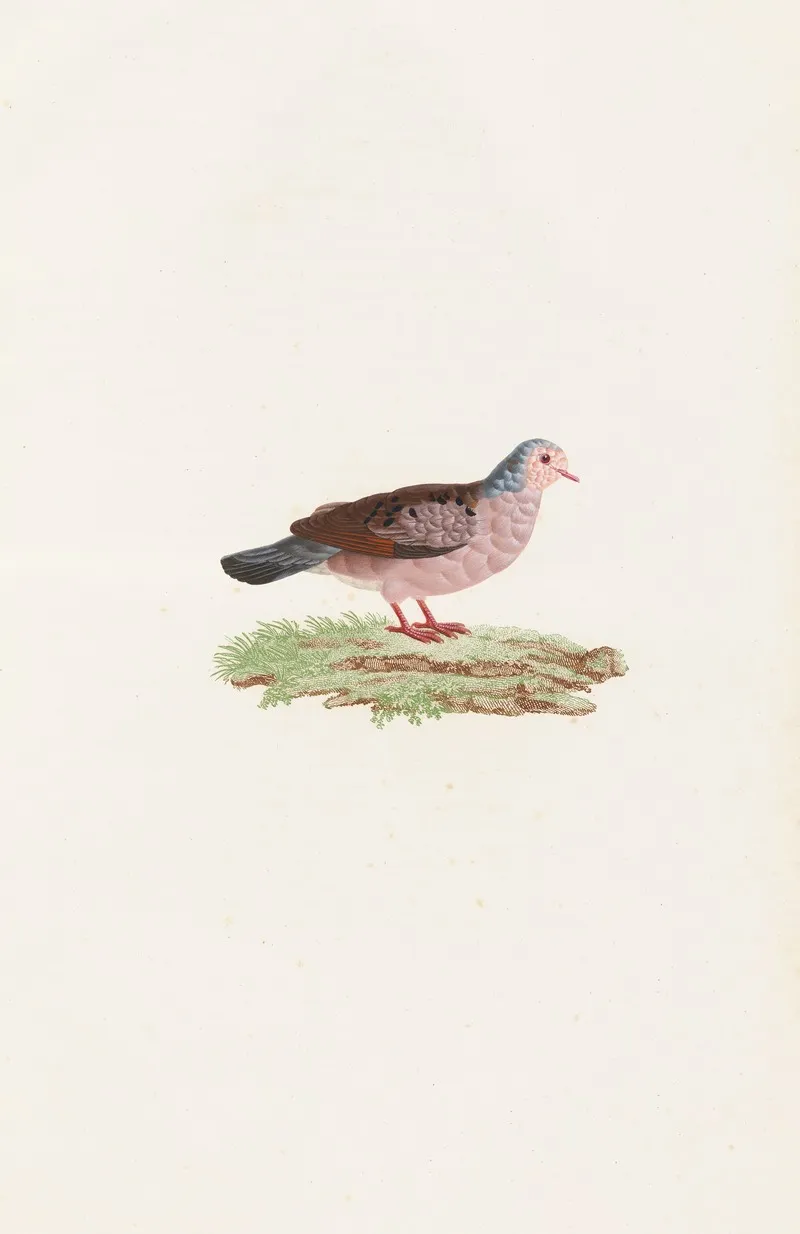Les Pigeons Pl 87 Wall Art by Coenraad Jacob Temminck - High-Resolution Digital Print