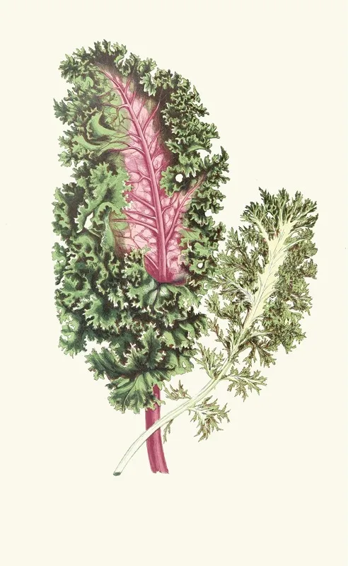Les Plantes Wall Art by Edward Joseph Lowe - High-Resolution Digital Print