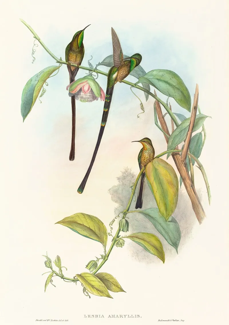 Lesbia Amaryllis Wall Art by John Gould - High-Resolution Digital Print