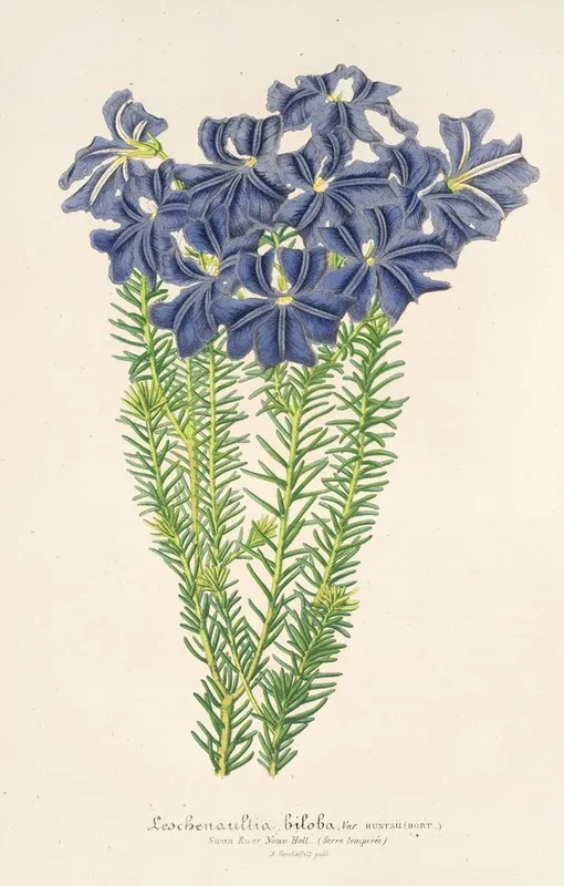 Leschenaultia Biloba Wall Art by Charles Antoine Lemaire - High-Resolution Digital Print