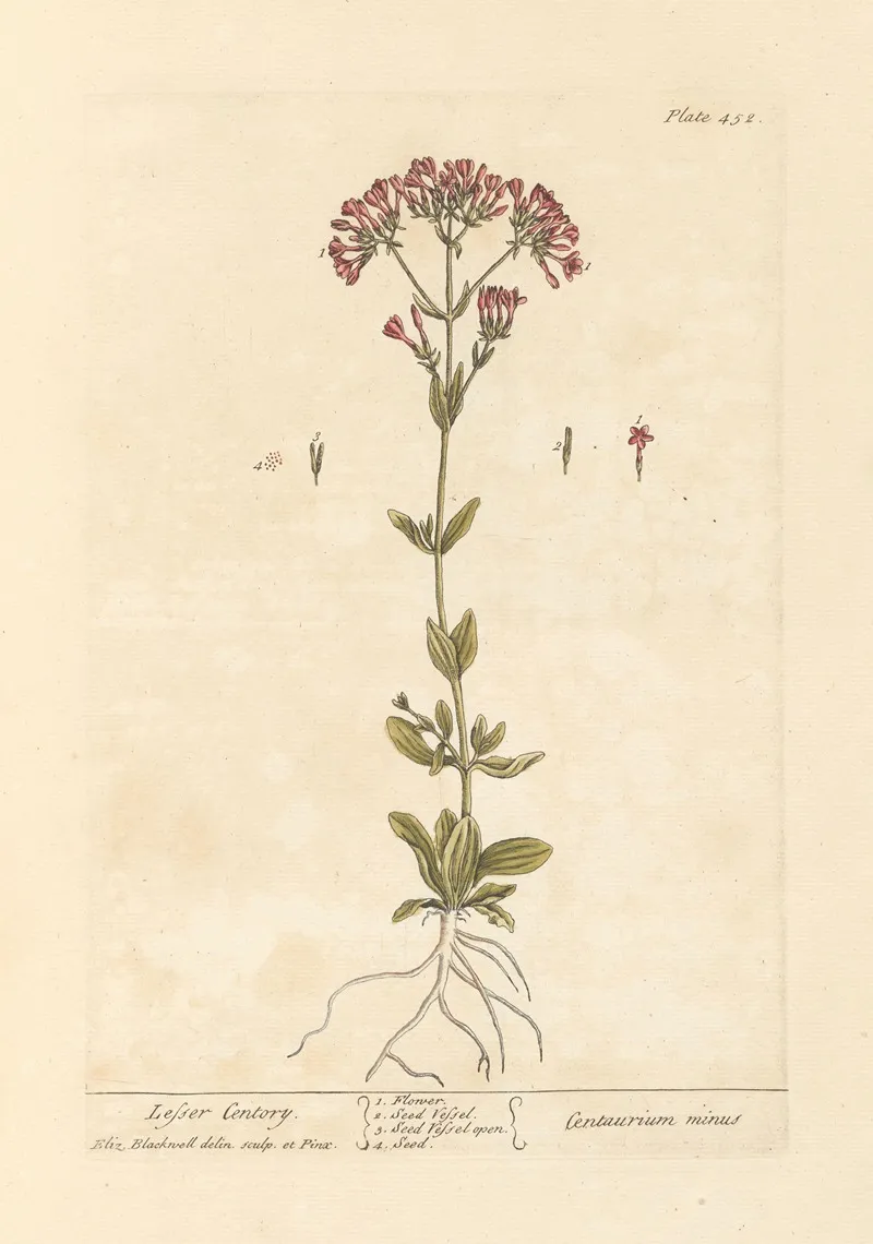 Lesser Centory Wall Art by Elizabeth Blackwell - High-Resolution Digital Print