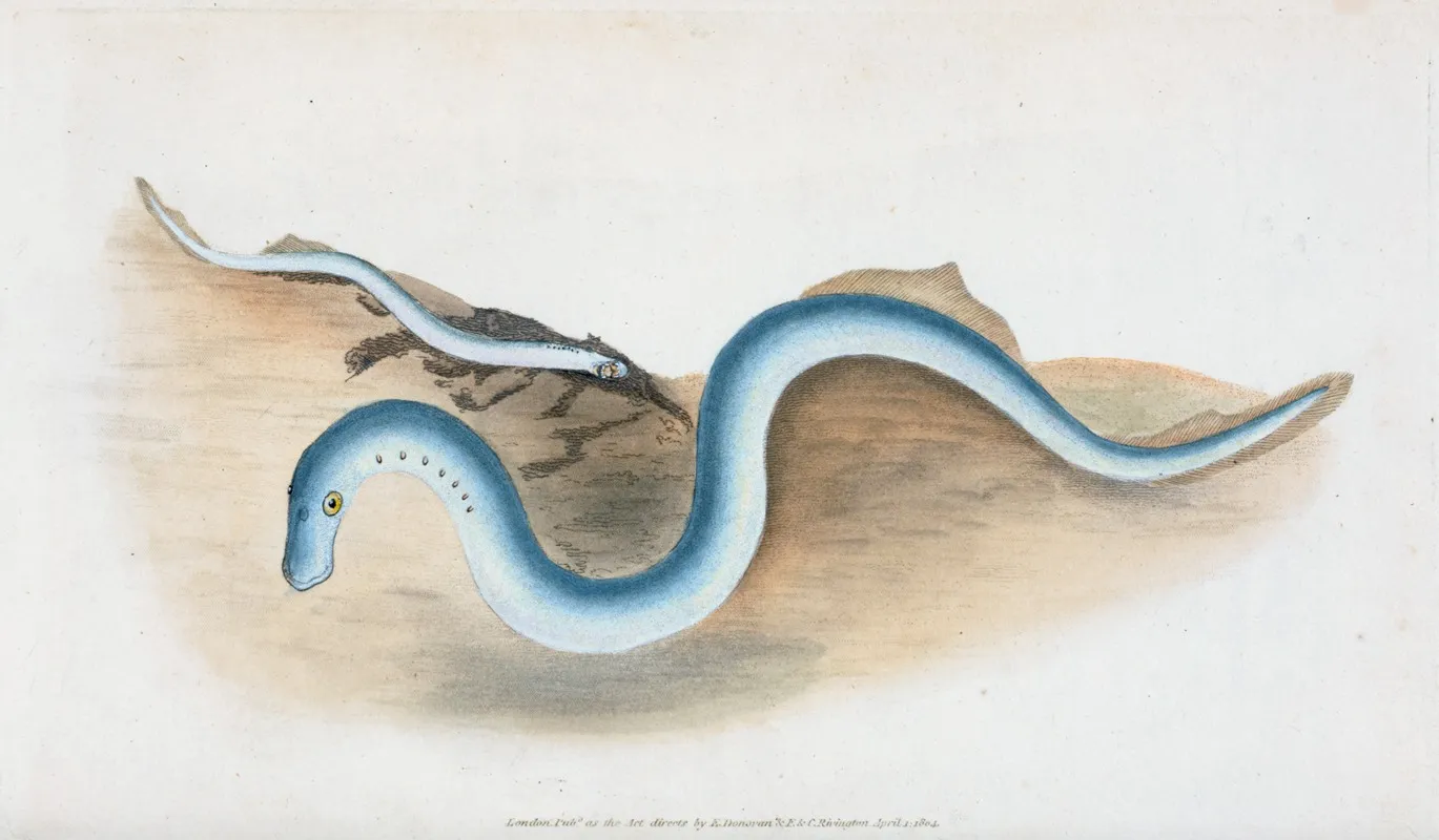 Lesser Lamprey Petromyzon Fluvialitis Wall Art by Edward Donovan - High-Resolution Digital Print