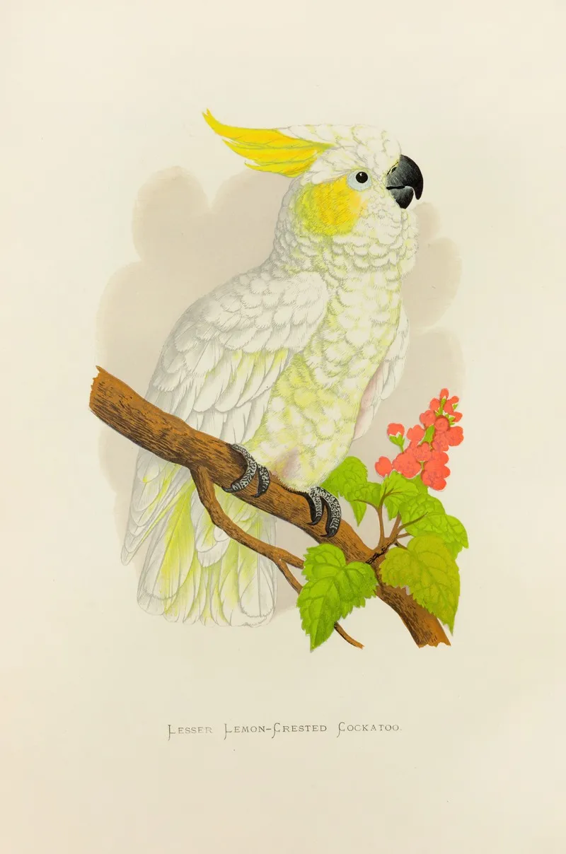 Lesser Lemon Crested Cockatoo Wall Art by Alexander Francis Lydon - High-Resolution Digital Print