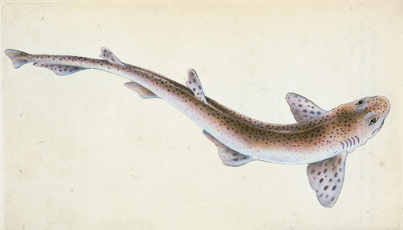 Lesser Spotted Dog Fish Squalus Catulus Wall Art by Edward Donovan - High-Resolution Digital Print