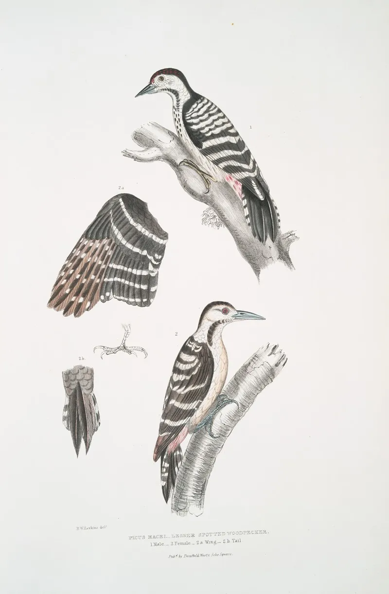 Lesser Spotted Woodpecker Picus Macei 1 Male 2 Female 2a Wing 2b Tail