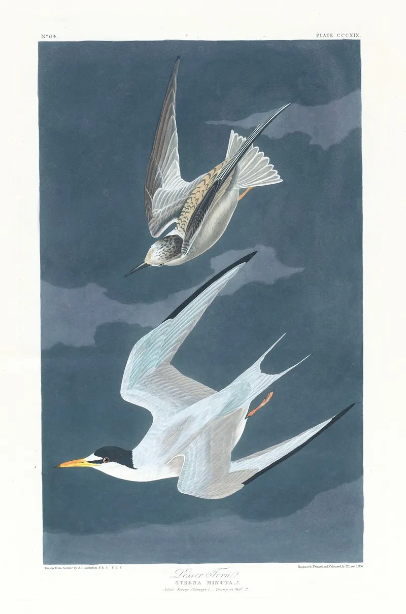 Lesser Tern Wall Art by John James Audubon - High-Resolution Digital Print