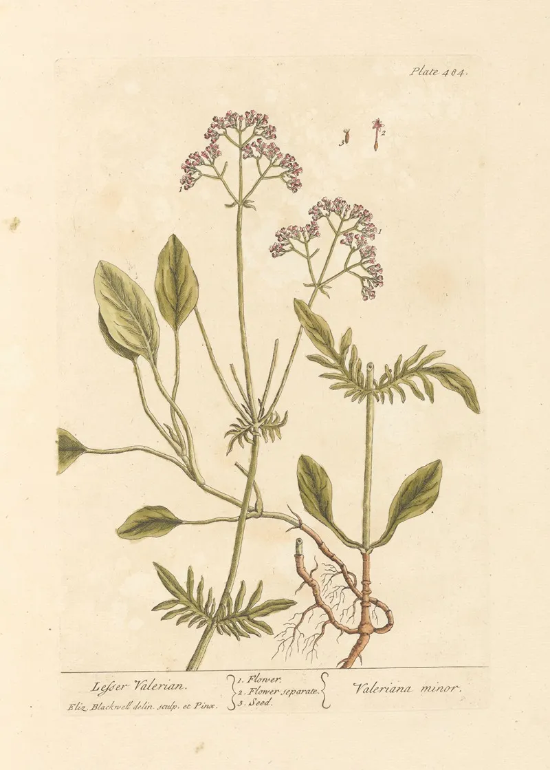Lesser Valerian Wall Art by Elizabeth Blackwell - High-Resolution Digital Print