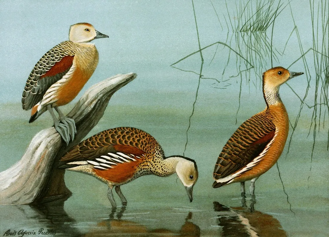 Lesser Whistling Teal Wandering Tree Duck Fulvous Tree Duck Wall Art by Louis Agassiz Fuertes - High-Resolution Digital Print