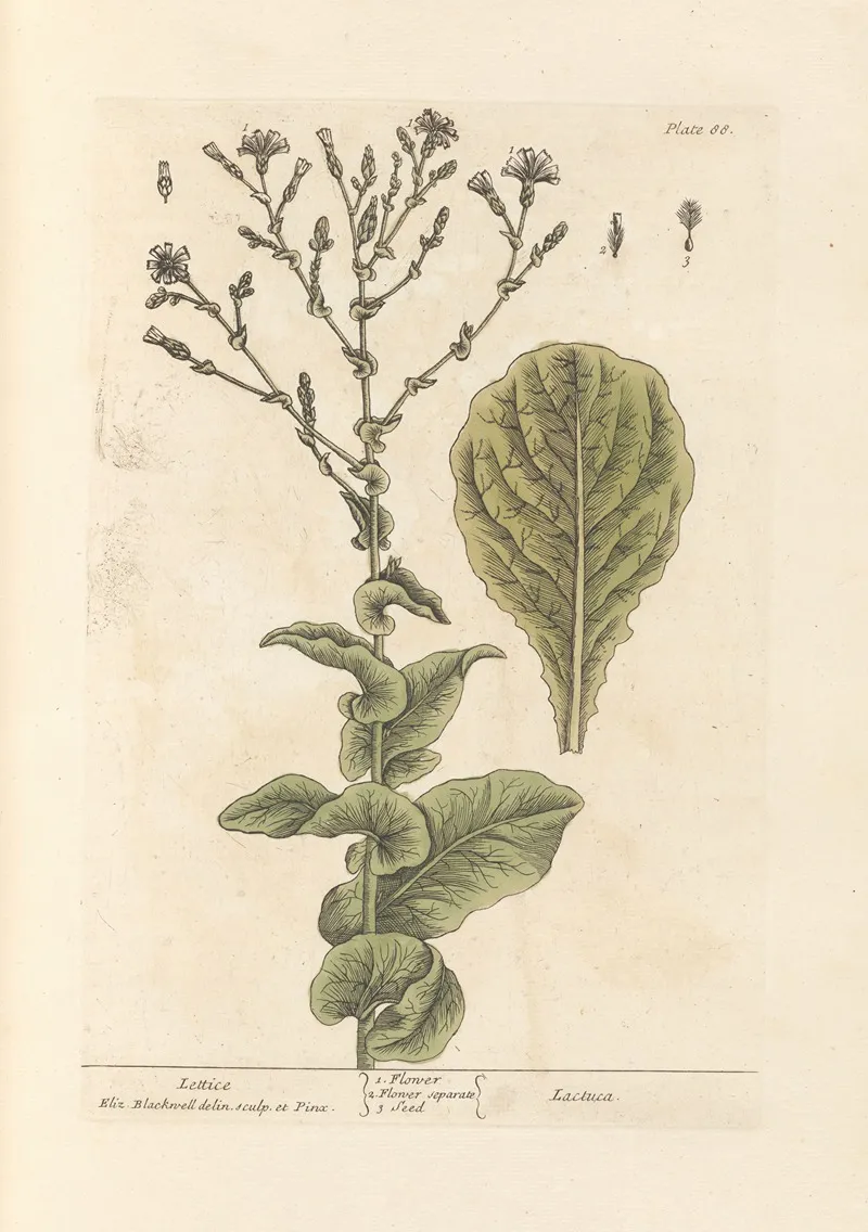 Lettice Wall Art by Elizabeth Blackwell - High-Resolution Digital Print