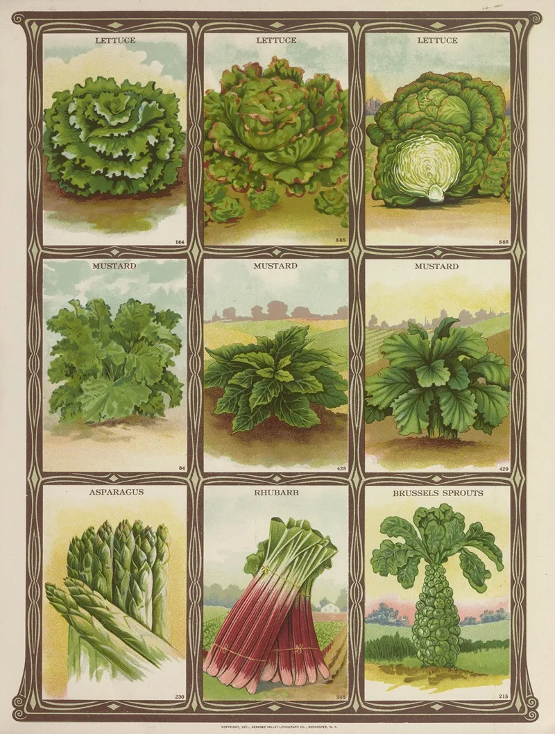 Lettuce Mustard Asparagus Rhubarb Brussel Sprouts Wall Art by Genesee Valley Lithograph Co. - High-Resolution Digital Print