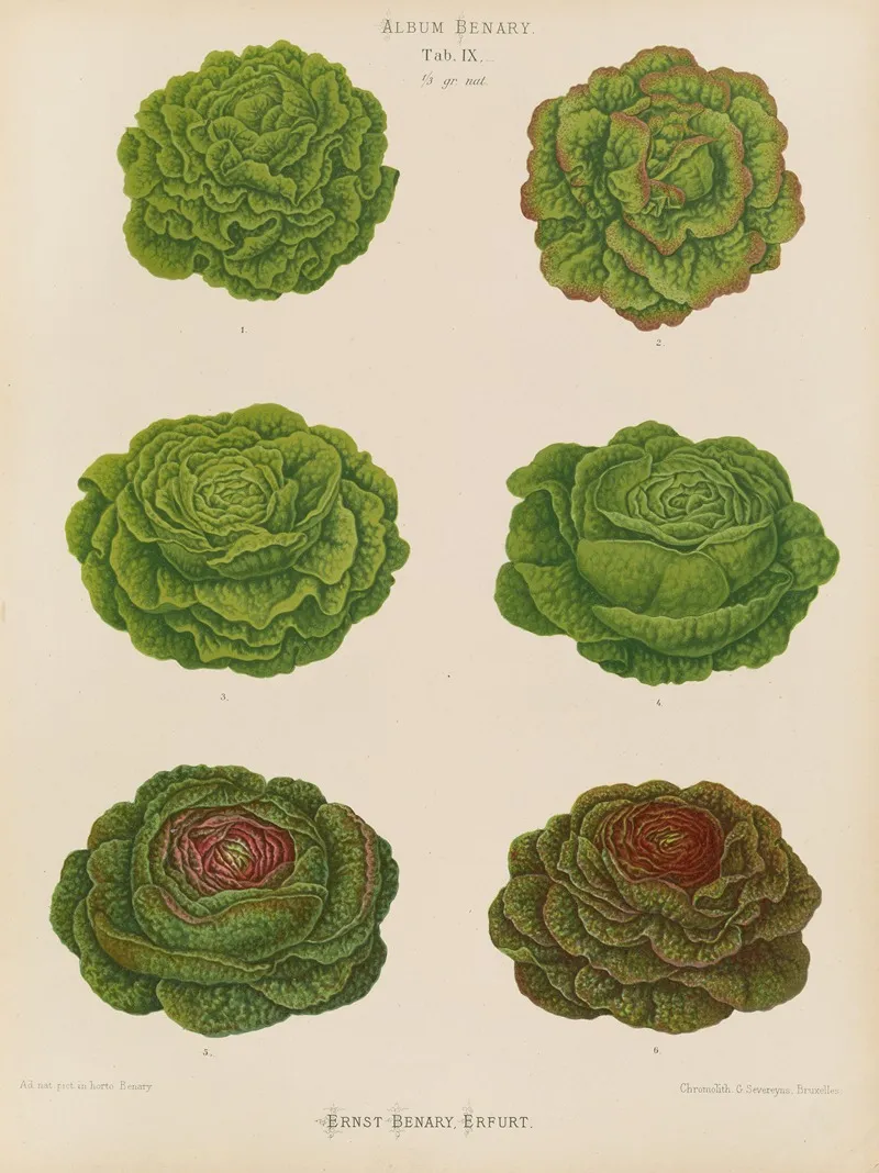 Lettuces Cabbage Varieties 2 Wall Art by Ernst Benary - High-Resolution Digital Print