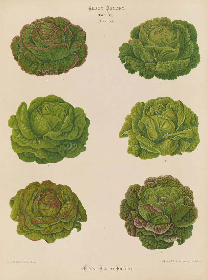 Lettuces Cabbage Varieties 3 Wall Art by Ernst Benary - High-Resolution Digital Print