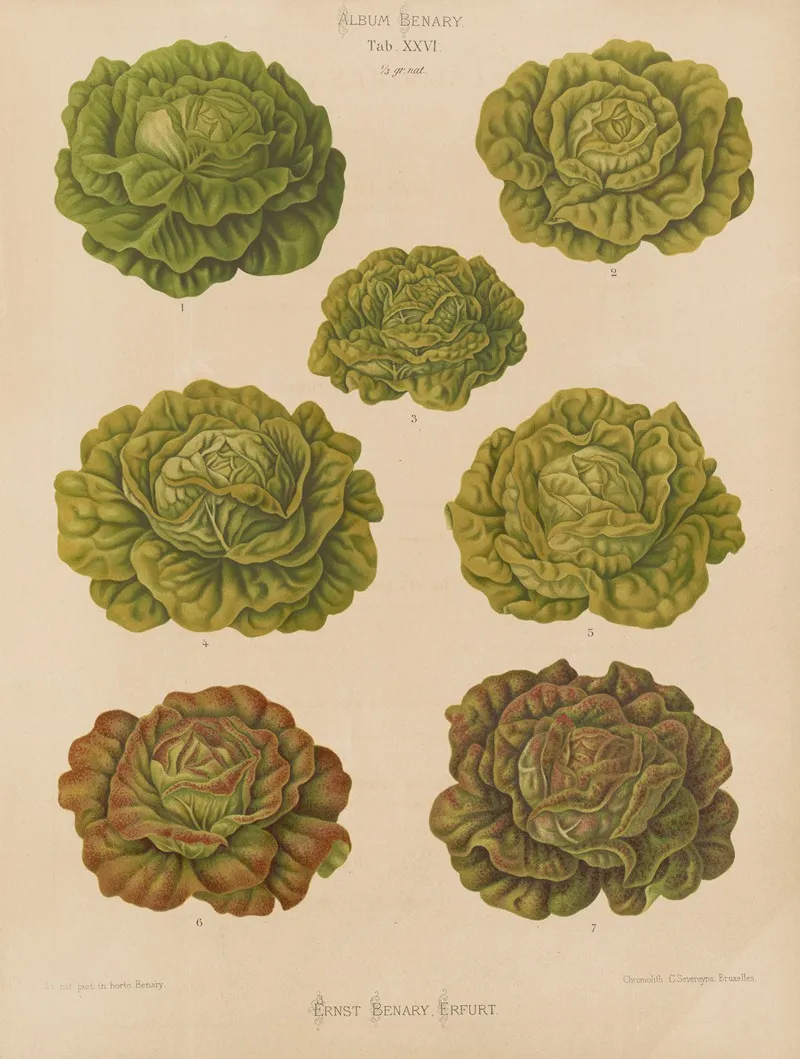 Lettuces Cabbage Varieties Wall Art by Ernst Benary - High-Resolution Digital Print