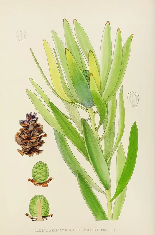 Leucadendron Stokoei Female Wall Art by Illtyd Buller Pole-Evans - High-Resolution Digital Print