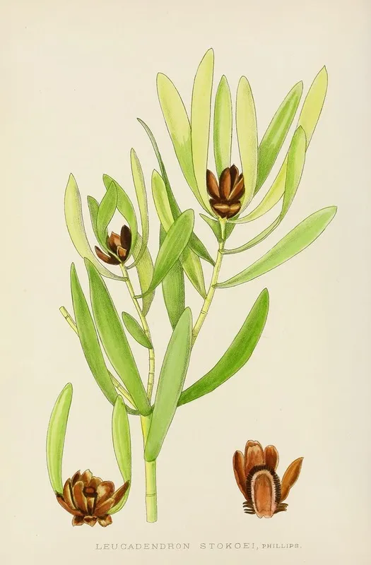 Leucadendron Stokoei Wall Art by Illtyd Buller Pole-Evans - High-Resolution Digital Print