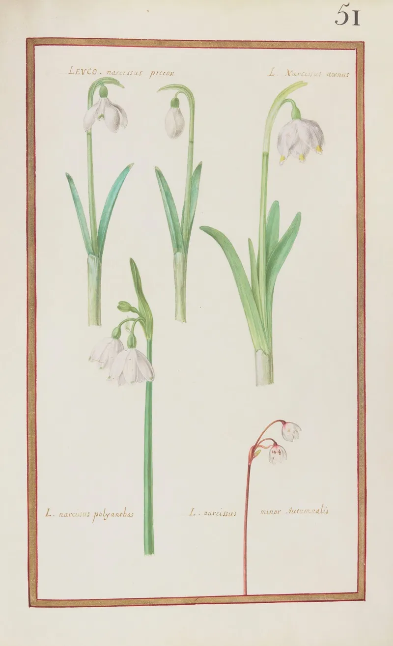 Leuco Narcissus Precox L Narcissus Vernus L Narcissus Polyanthos L Narcissus Minor Autumnalis Wall Art by Daniel Rabel - High-Resolution Digital Print