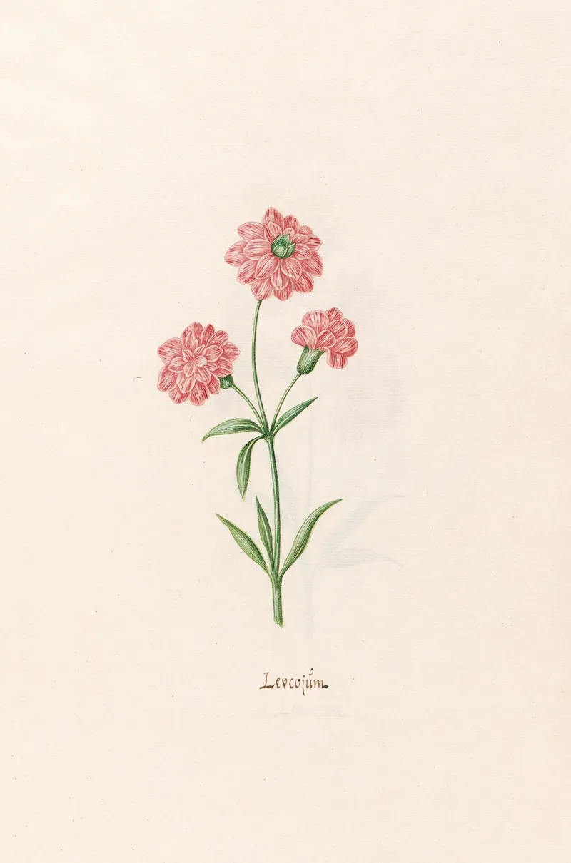 Leucojum 5 Wall Art by Magdelena Rosina Funck - High-Resolution Digital Print