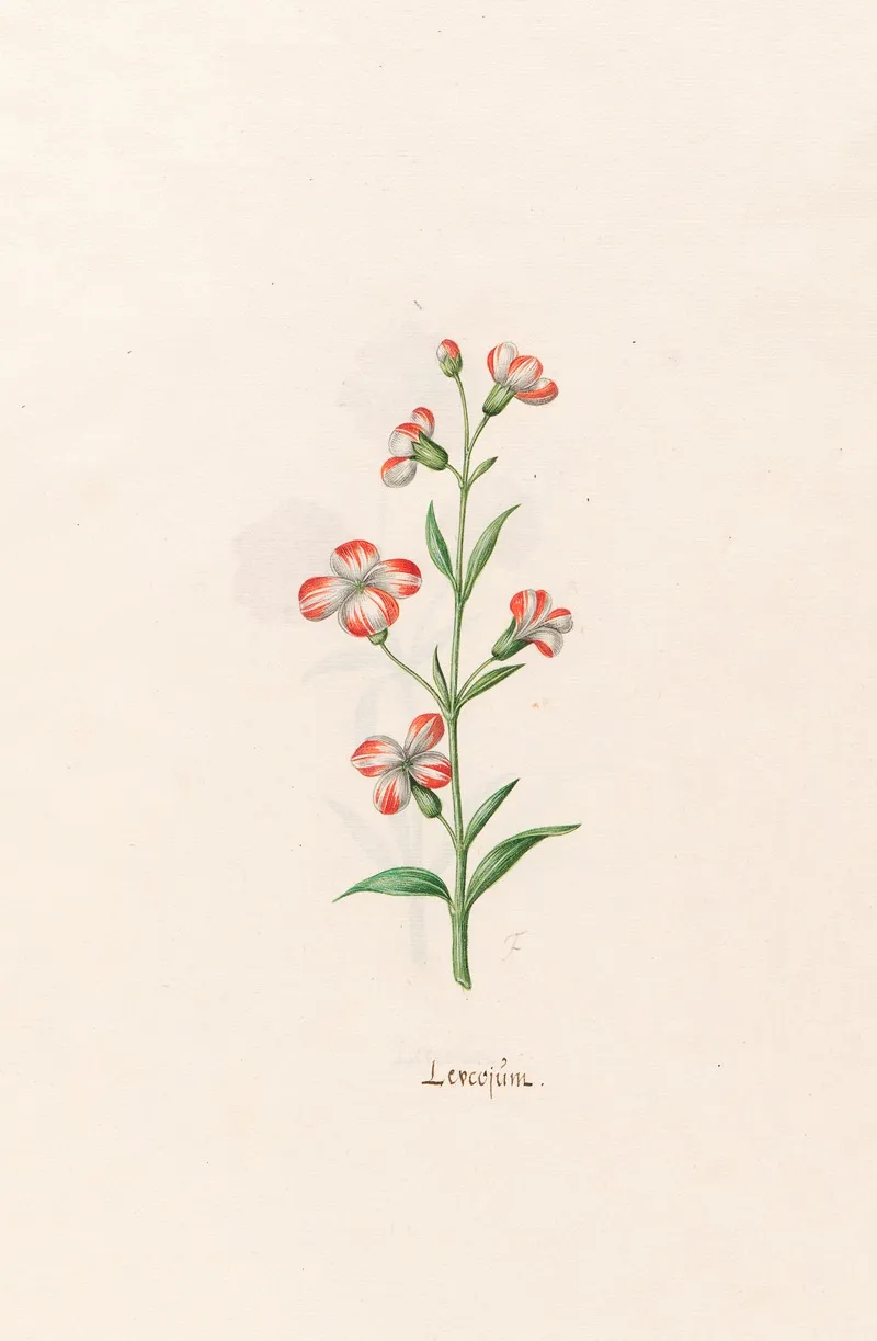 Leucojum 6 Wall Art by Magdelena Rosina Funck - High-Resolution Digital Print
