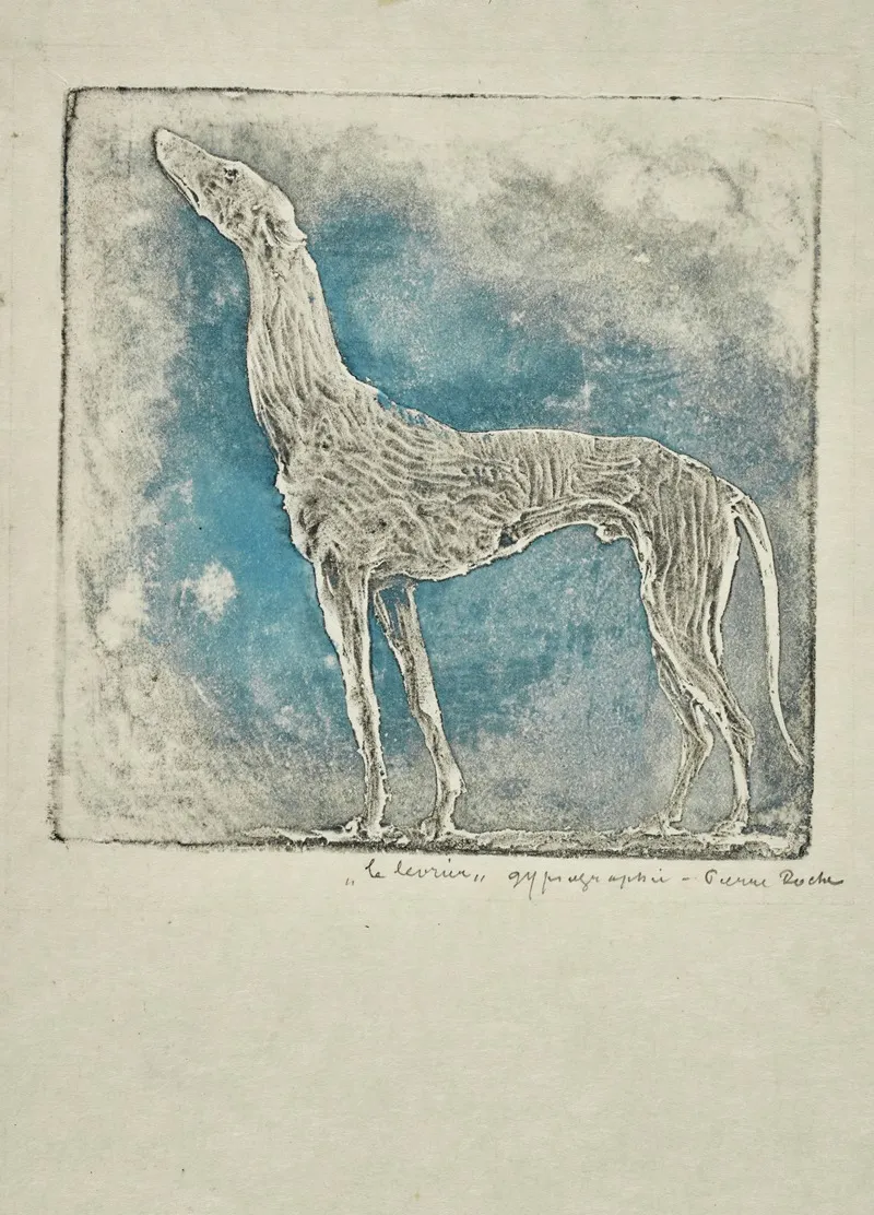 Levrier 2