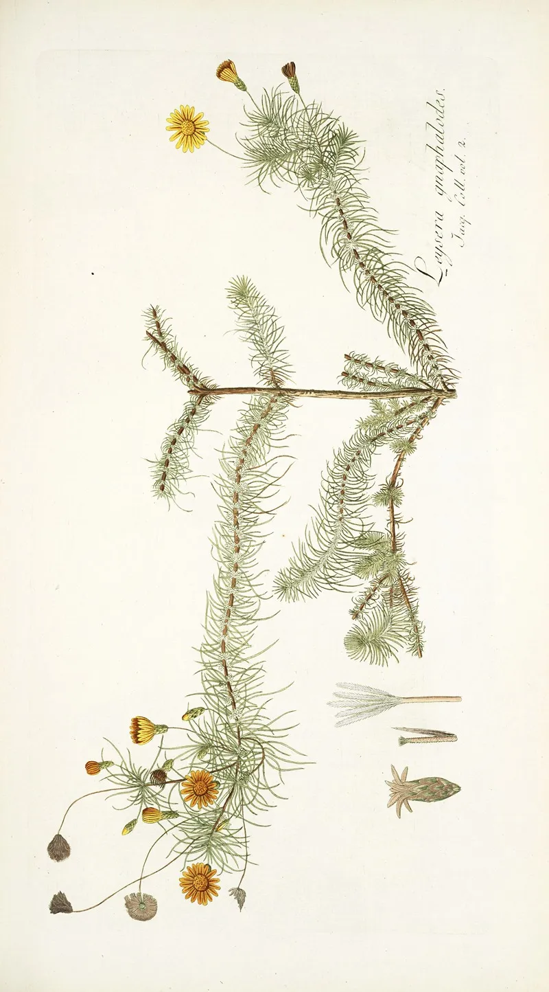 Leysera Gnaphalodes Wall Art by Nikolaus Joseph Freiherr von Jacquin - High-Resolution Digital Print