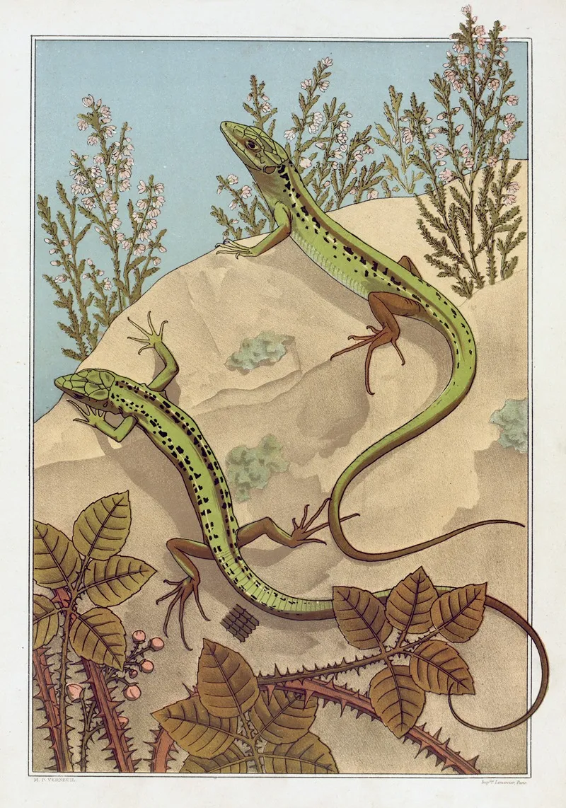Lezard Wall Art by Maurice Pillard Verneuil - High-Resolution Digital Print