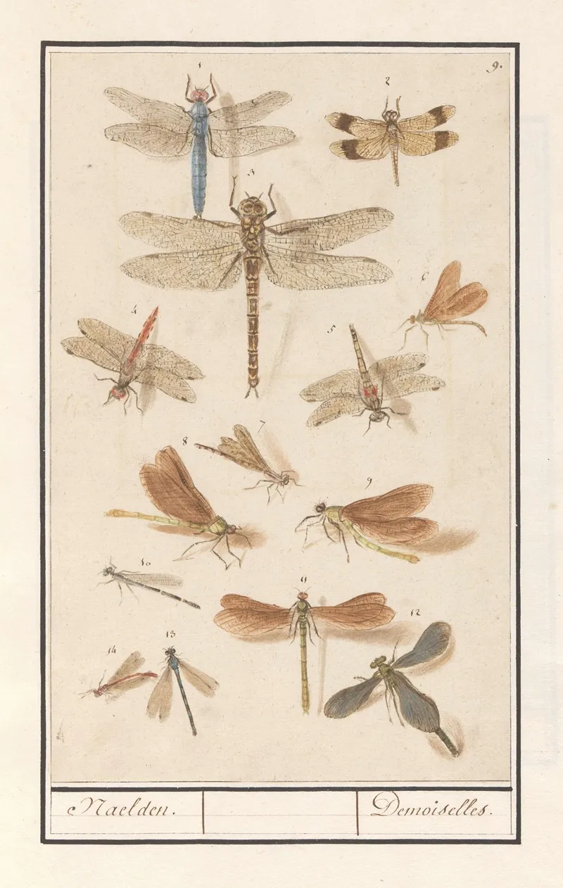 Libellen Odonata Naelden Demoiselles Wall Art by Anselmus Boëtius de Boodt - High-Resolution Digital Print
