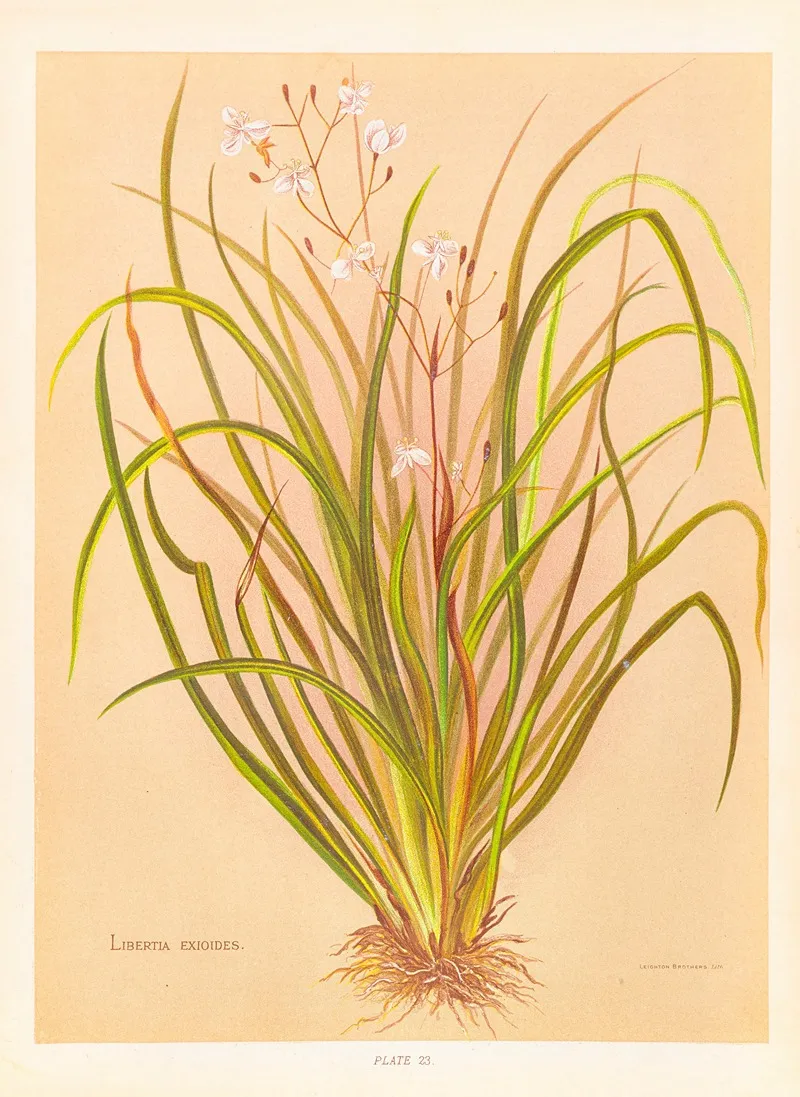 Libertia Exioides Wall Art by Georgina Burne Hetley - High-Resolution Digital Print