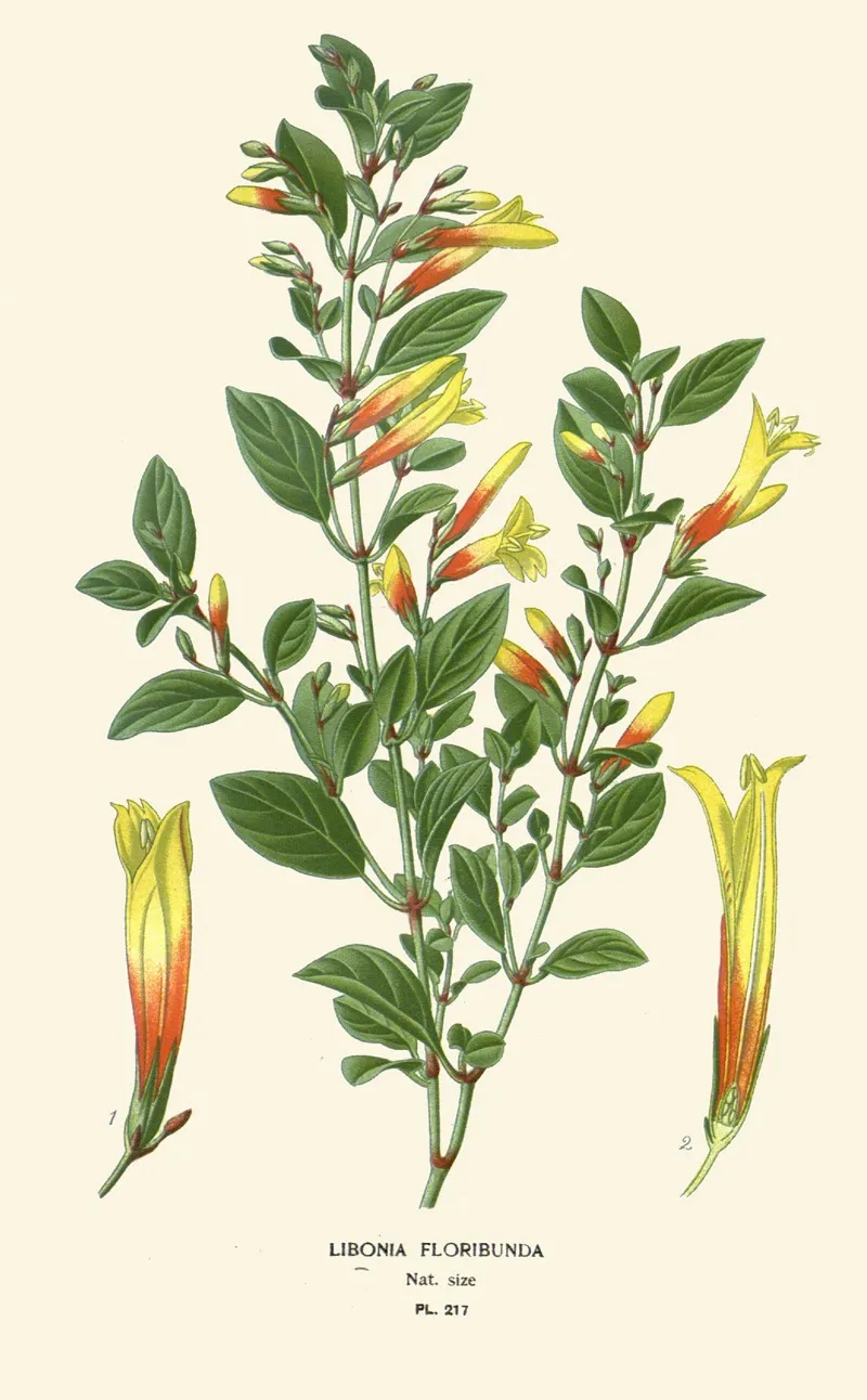 Libonia Floribunda Wall Art by Edward Step - High-Resolution Digital Print