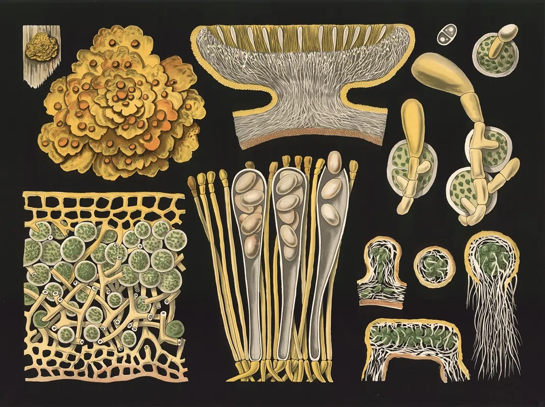 Lichen Xanthoria Parietina Wall Art by Gottlieb von Koch - High-Resolution Digital Print