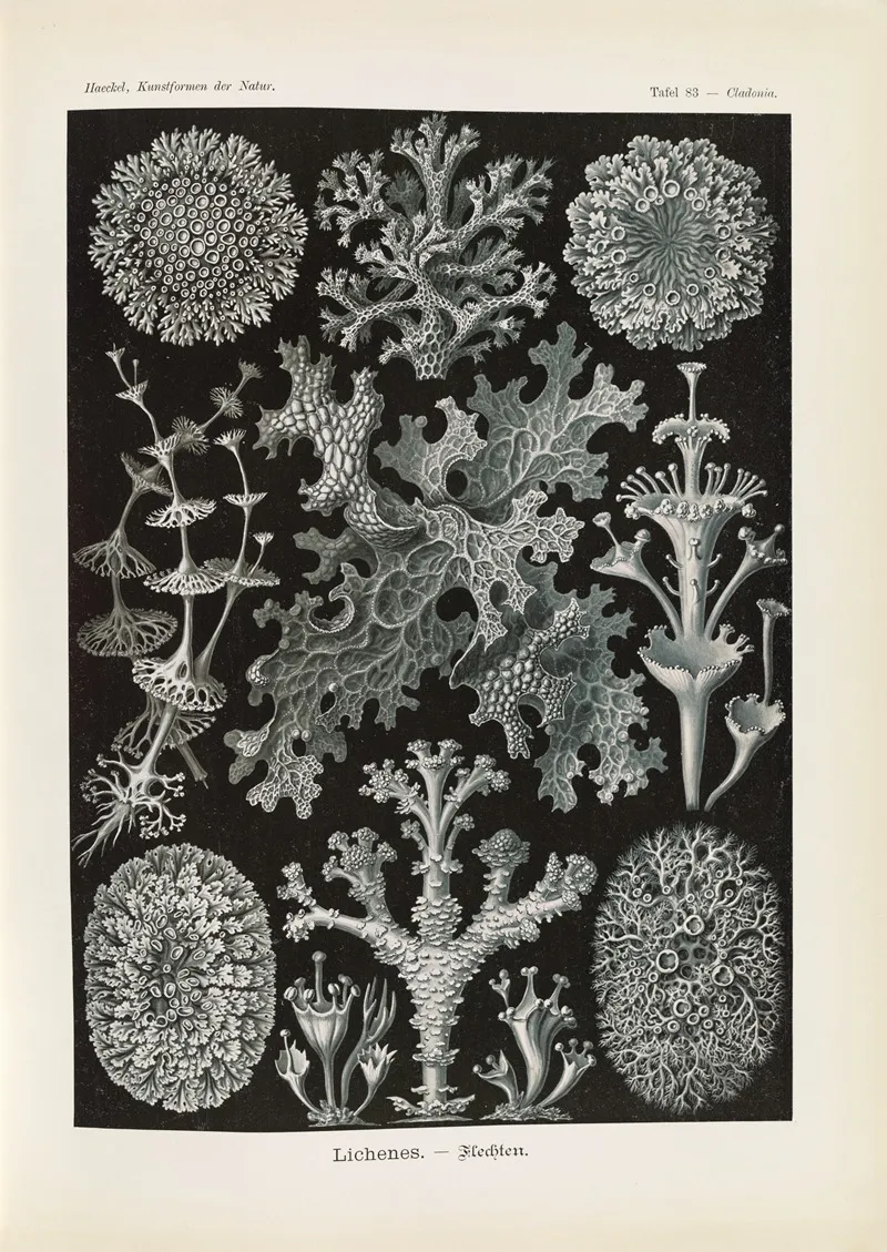 Lichenes Flechten Wall Art by Ernst Haeckel - High-Resolution Digital Print