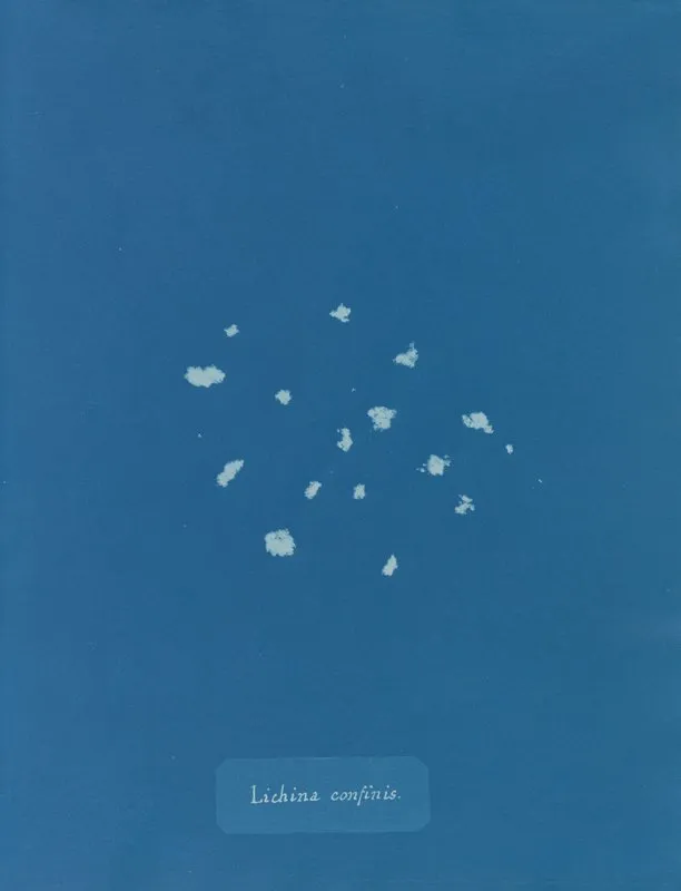 Lichina Confinis Wall Art by Anna Atkins - High-Resolution Digital Print