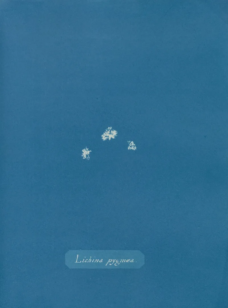 Lichina Pygmaea Wall Art by Anna Atkins - High-Resolution Digital Print