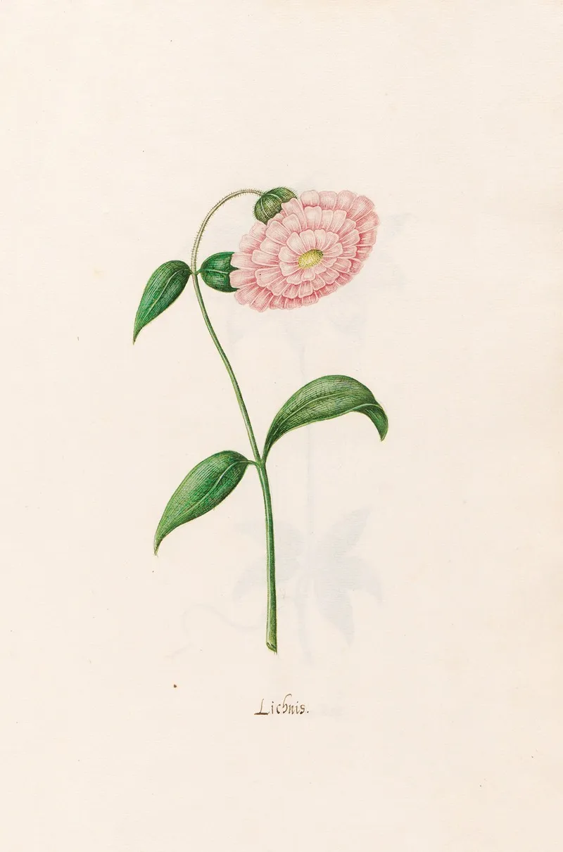 Lichnis Wall Art by Magdelena Rosina Funck - High-Resolution Digital Print