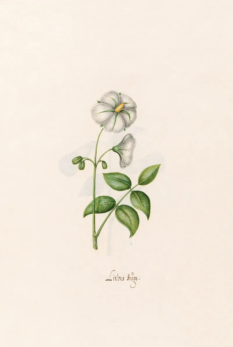 Liebes Auge Wall Art by Magdelena Rosina Funck - High-Resolution Digital Print