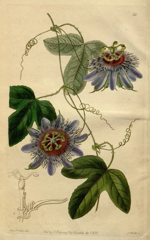 Lieut Sulivans Passion Flower Wall Art by Sydenham Edwards - High-Resolution Digital Print