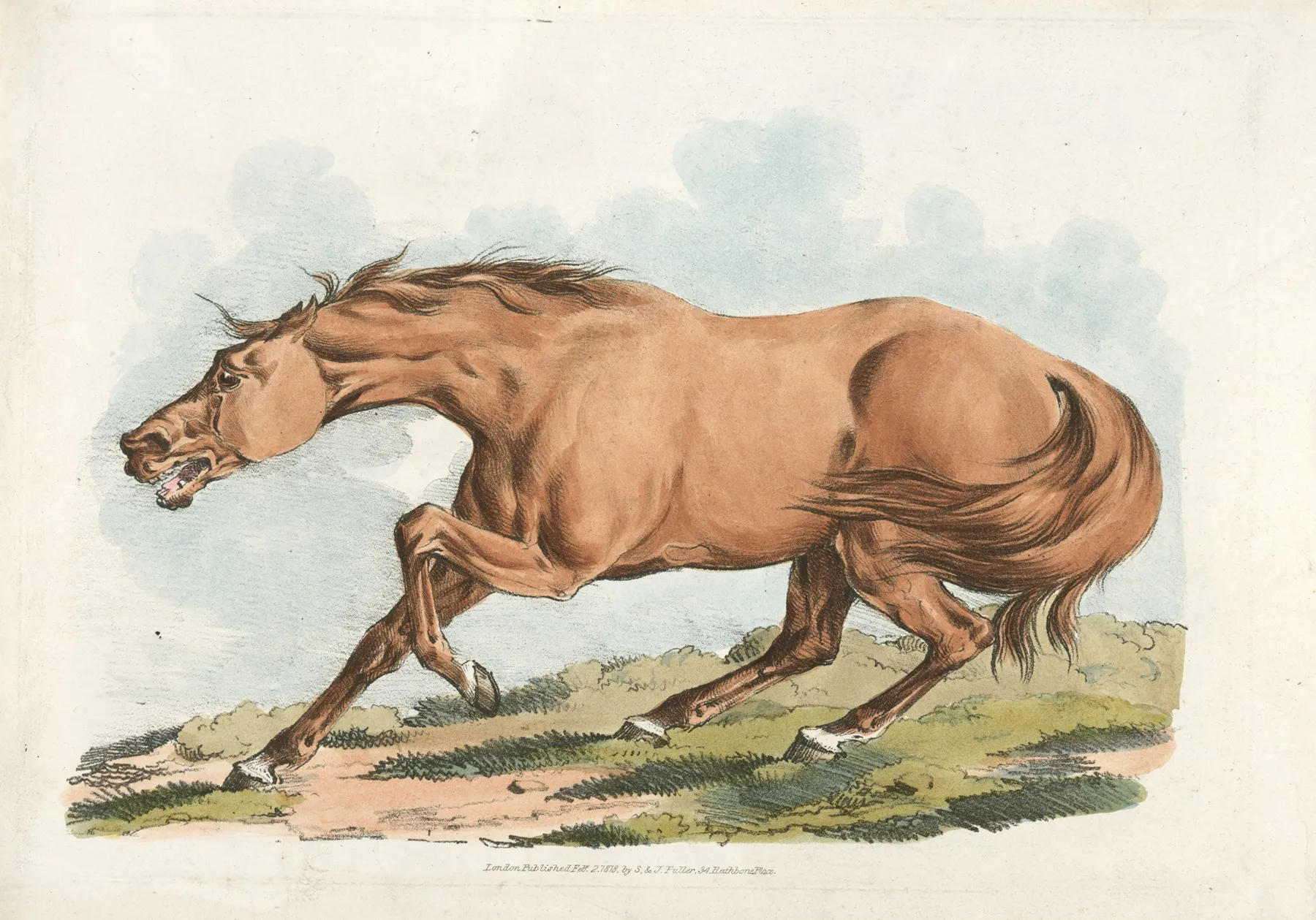 Light Brown Horse