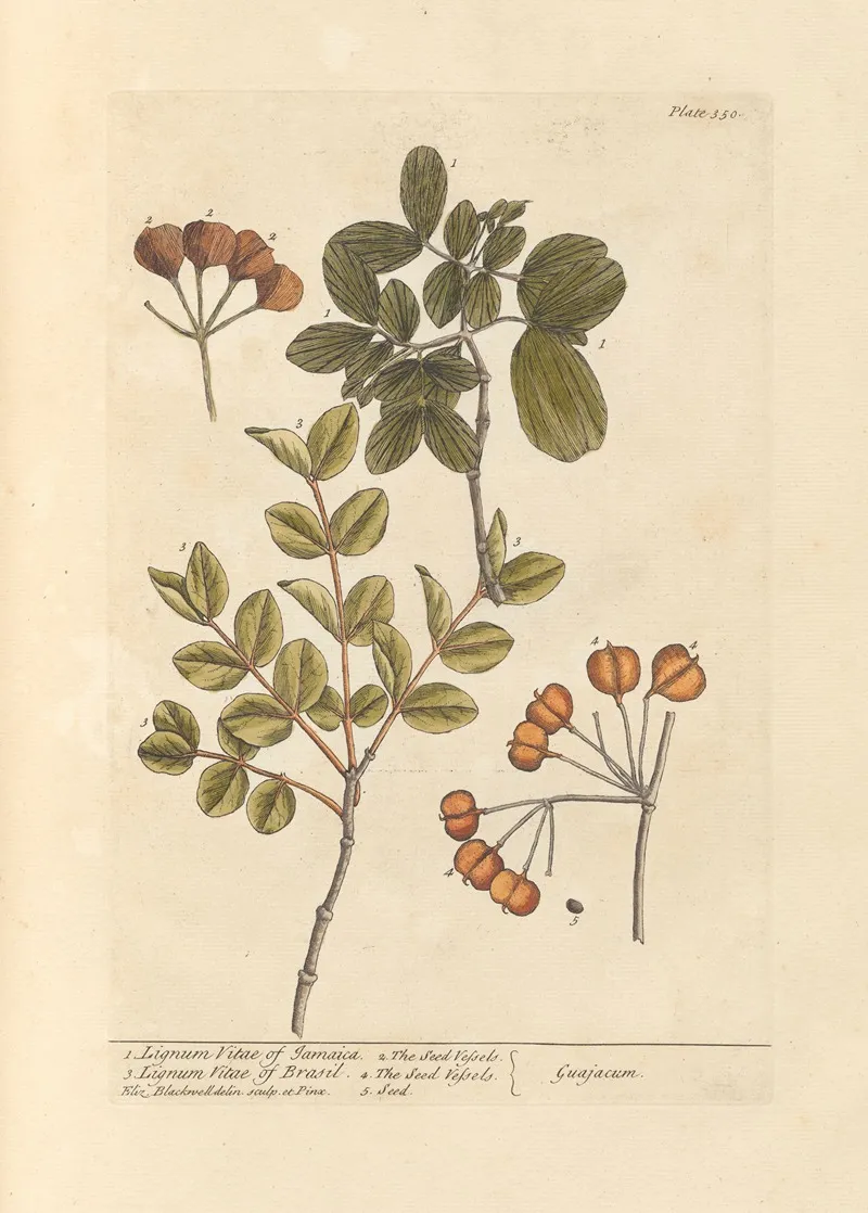 Lignum Vitae Of Jamaica Lignum Vitae Of Brasil Wall Art by Elizabeth Blackwell - High-Resolution Digital Print