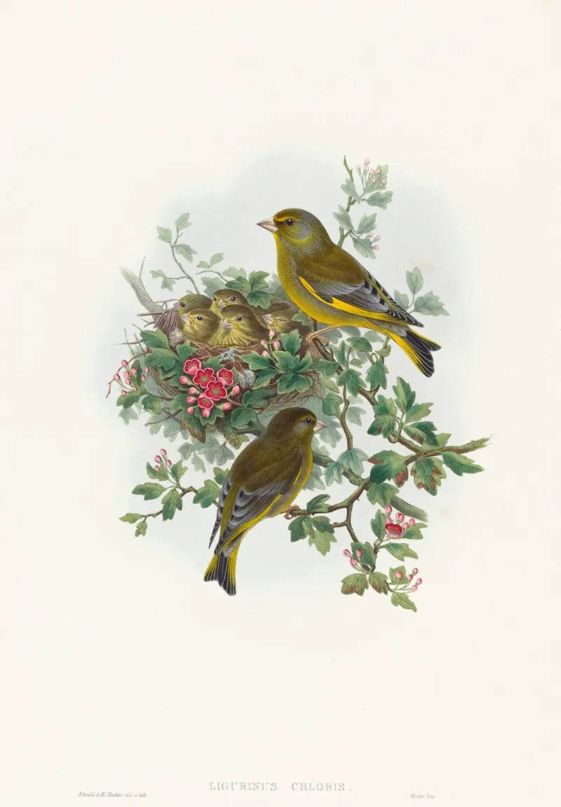 Ligurinus Chloris Greenfinch Wall Art by John Gould - High-Resolution Digital Print