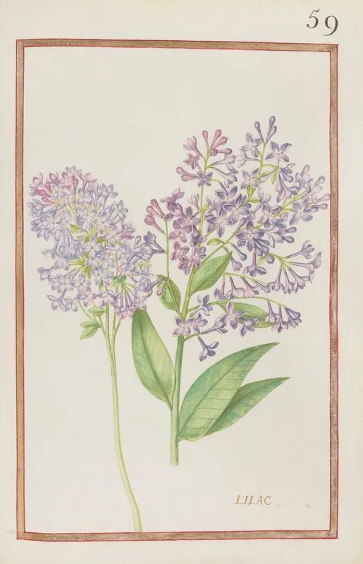 Lilac 3 Wall Art by Daniel Rabel - High-Resolution Digital Print