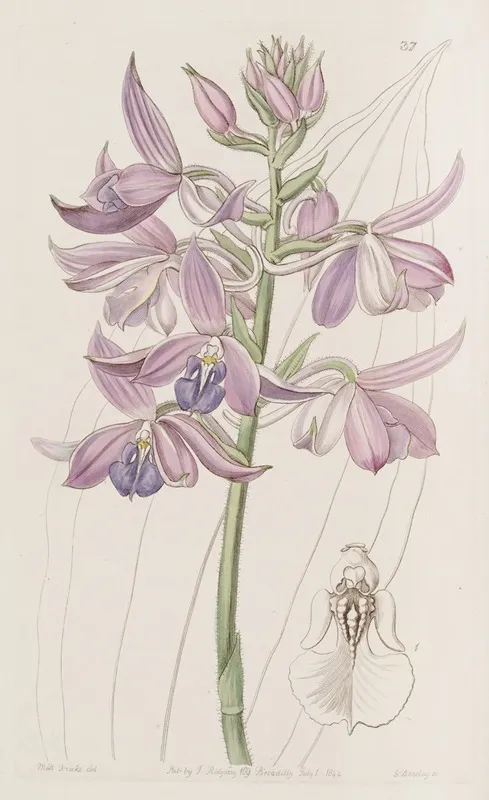Lilac Calanthe Wall Art by Sydenham Edwards - High-Resolution Digital Print