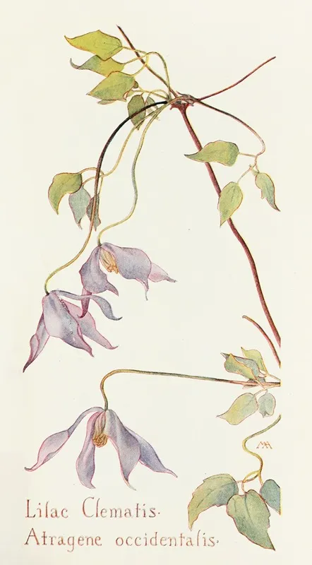 Lilac Clematis Wall Art by Margaret Armstrong - High-Resolution Digital Print
